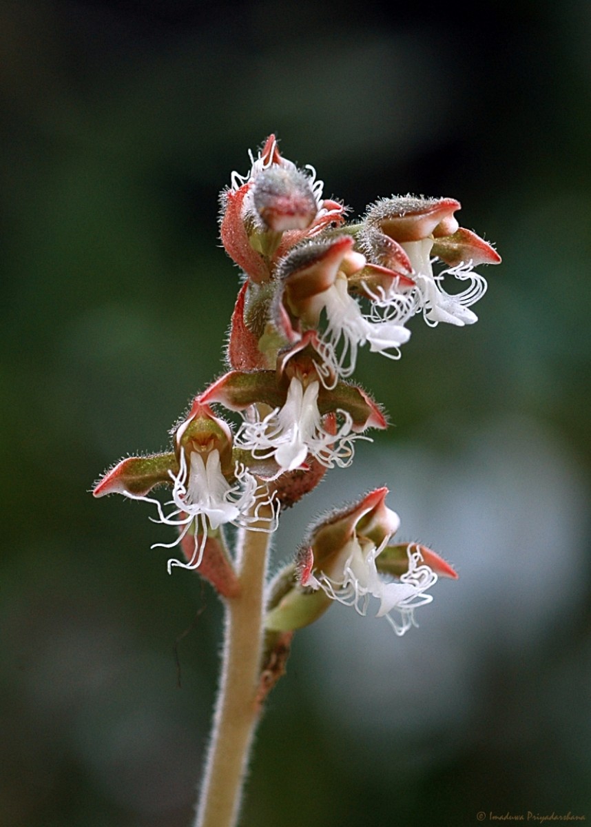 Anoectochilus regalis Blume